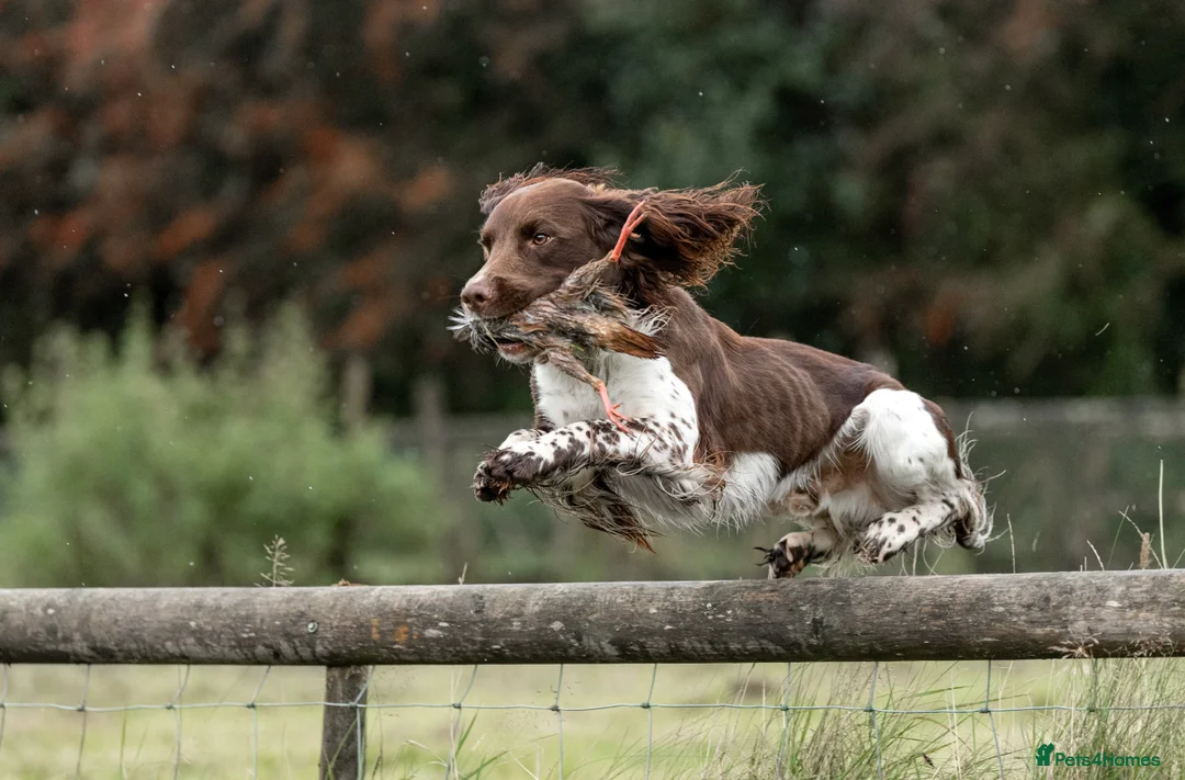 English Springer Spaniel dogs for stud: Fully health tested stud, Pippenmoor Red Flame - Advert 1