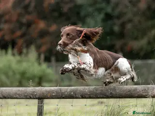 English Springer Spaniel dogs Fully health tested stud, Pippenmoor Red Flame - Advert 1