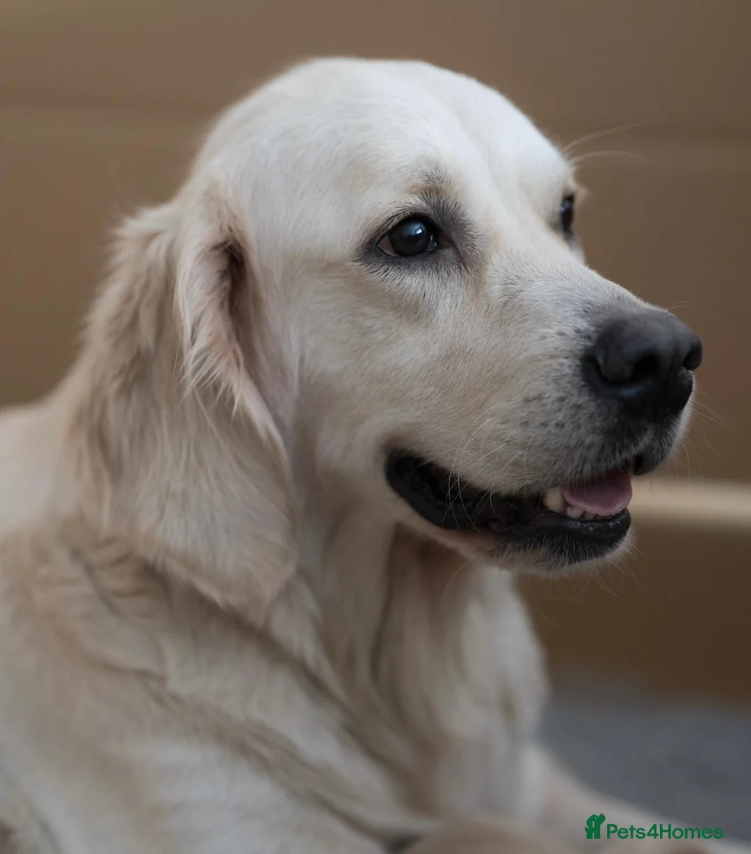 Golden Retriever dogs for sale: KC Registered Golden Retriever Puppies - Advert 1