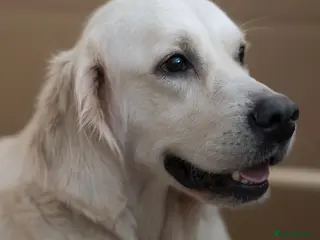 Golden Retriever dogs KC Registered Golden Retriever Puppies - Advert 15