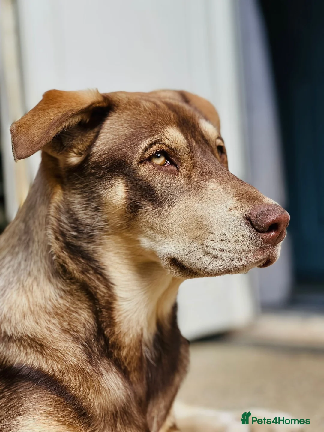 Mixed Breed dogs for sale: Red fox Labrador/husky - Advert 2