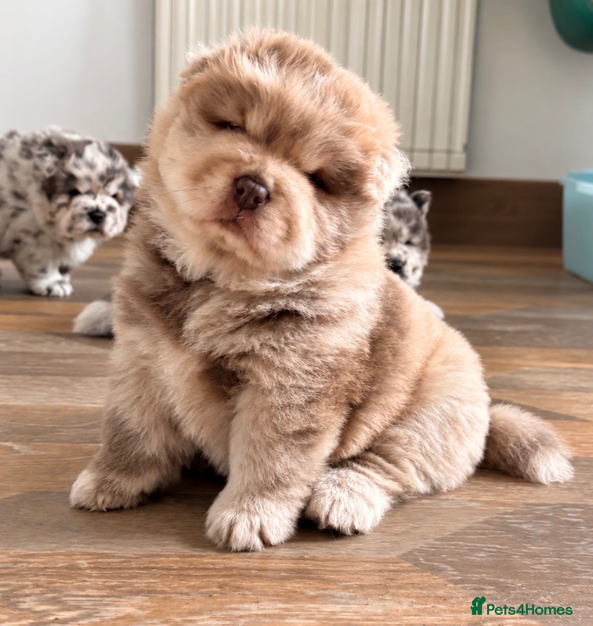Chow Chow dogs Chow chow puppies  - Advert 11