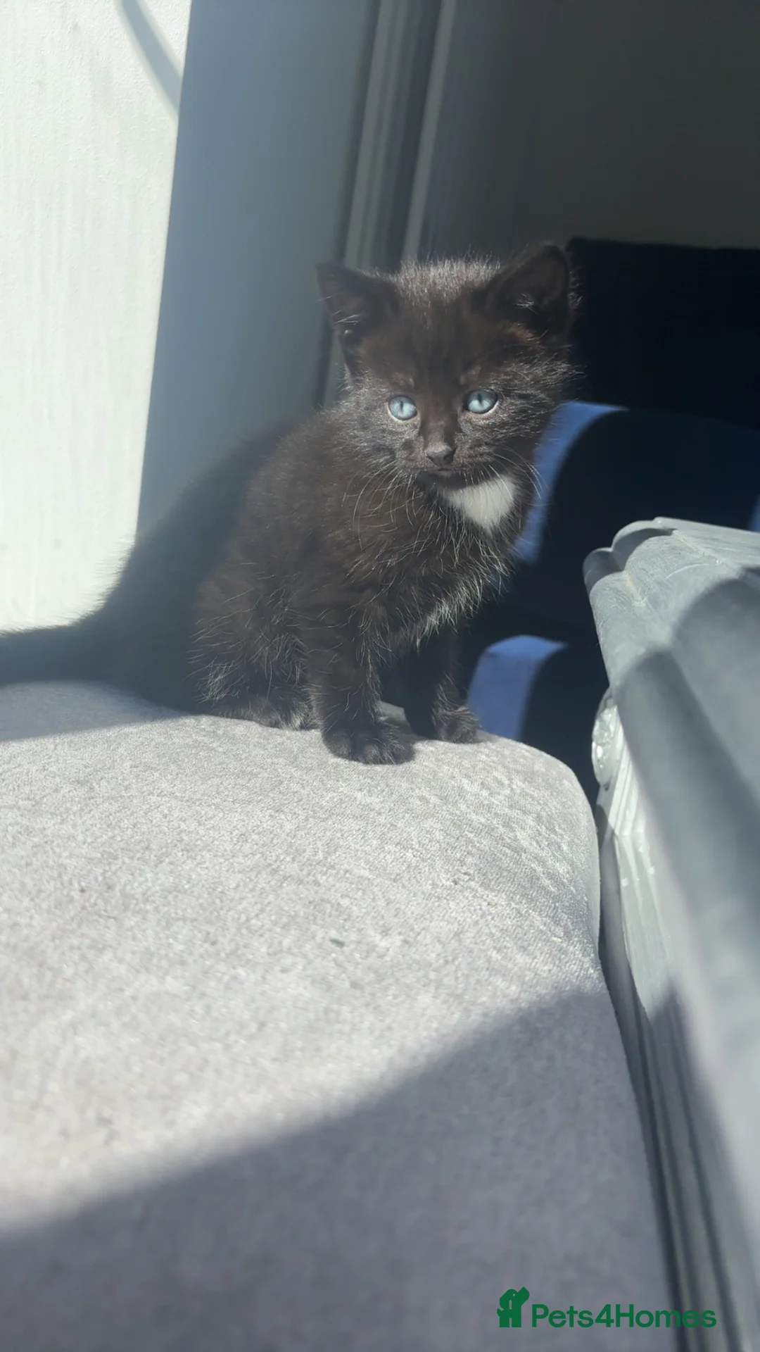 Mixed Breed cats for sale: 🐾🖤Gorgeous Boy kitten🖤 ready now  in Harleston - Advert 2