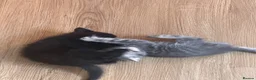 Ragdoll cats for sale: 🐾 Beautiful Ragdoll-Mix Kittens 🐾 - Advert 8