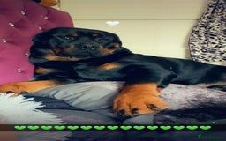 Rottweiler dogs for stud: Ralph the Rottweiler🔥 - Image 16