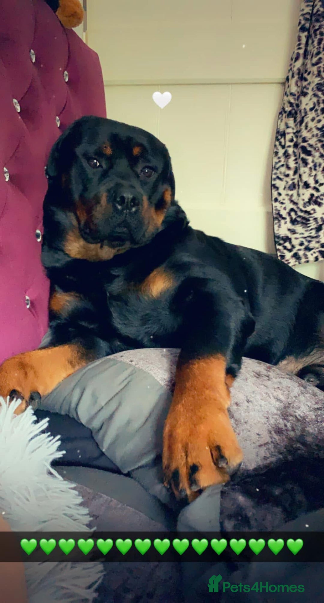 Rottweiler dogs for stud: Ralph the Rottweiler🔥 - Image 16