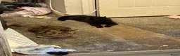 Mixed Breed cats for sale: 2 female cats in Manchester - Advert 2