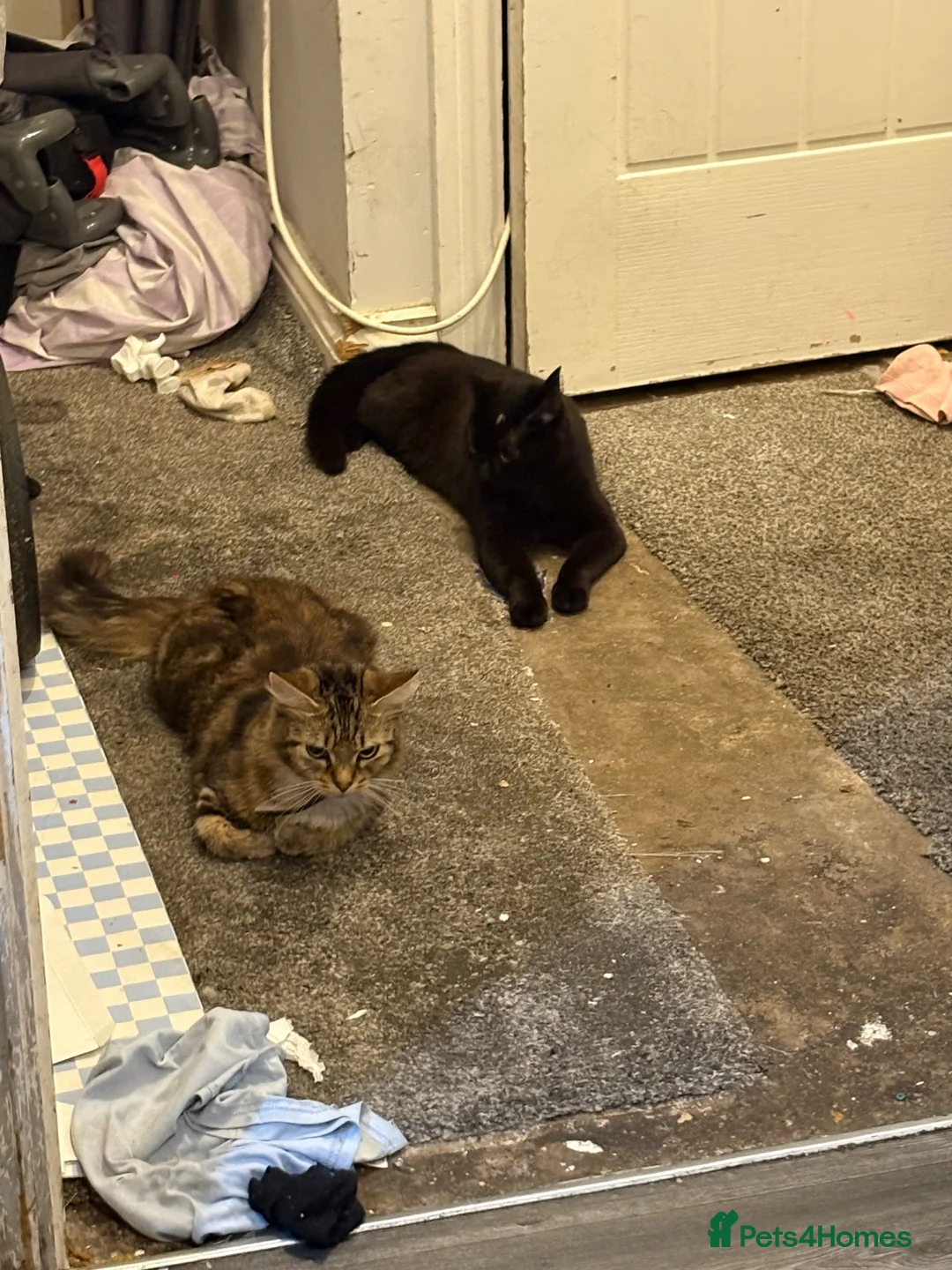 Mixed Breed cats for sale: 2 female cats in Manchester - Advert 2