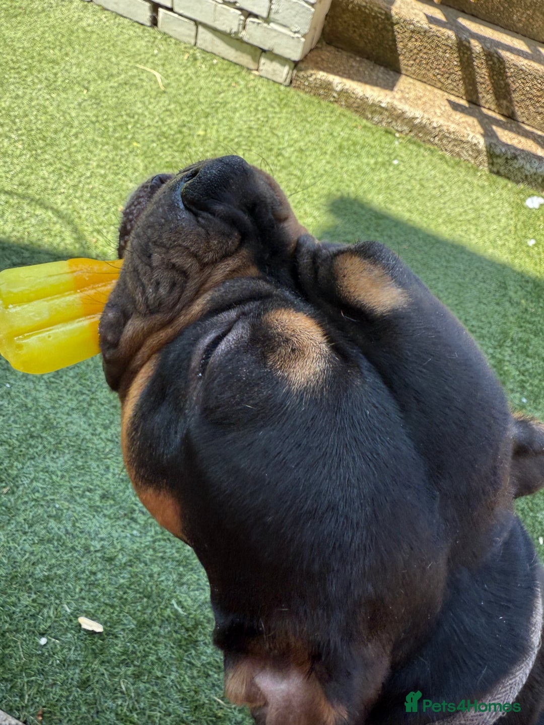 Mixed Breed dogs for stud: Pocket bully for stud  - Image 2