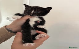 Mixed Breed cats for sale: Kittens  - Image 2