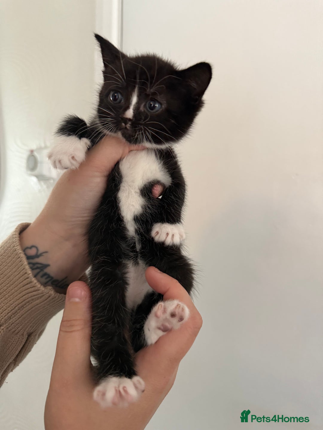 Mixed Breed cats for sale: Kittens  - Image 2