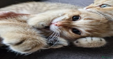 British Shorthair cats - Advert 10