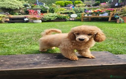 Toy Poodle dogs for sale: Toy poodle puppy  - Image 2