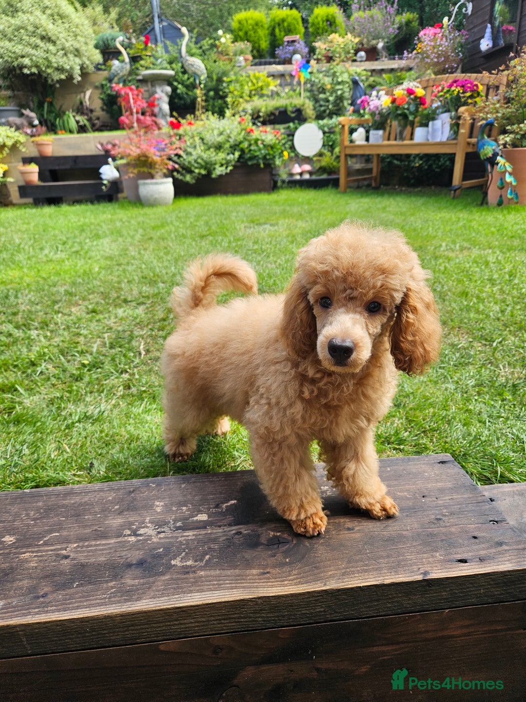 Toy Poodle dogs for sale: Toy poodle puppy  - Image 2