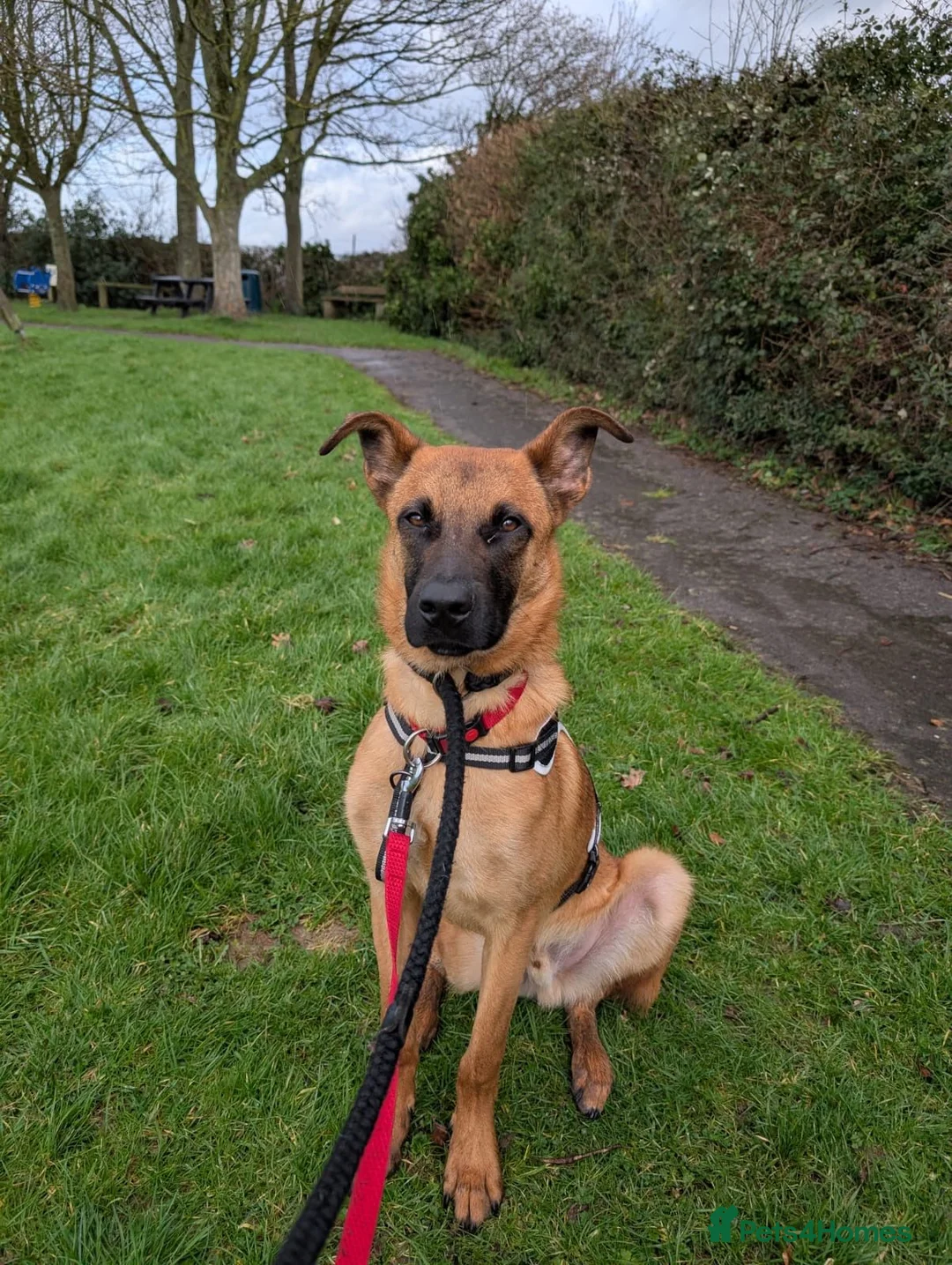 Mixed Breed dogs for adoption: Dakis - Advert 1