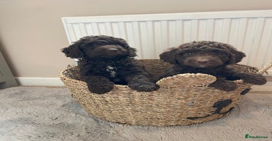 Mixed Breed dogs - Advert 5