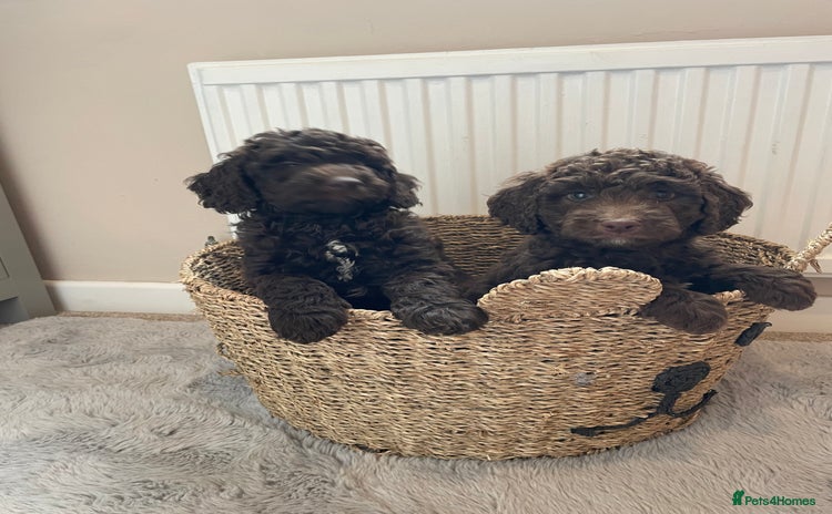 Mixed Breed dogs - Advert 2