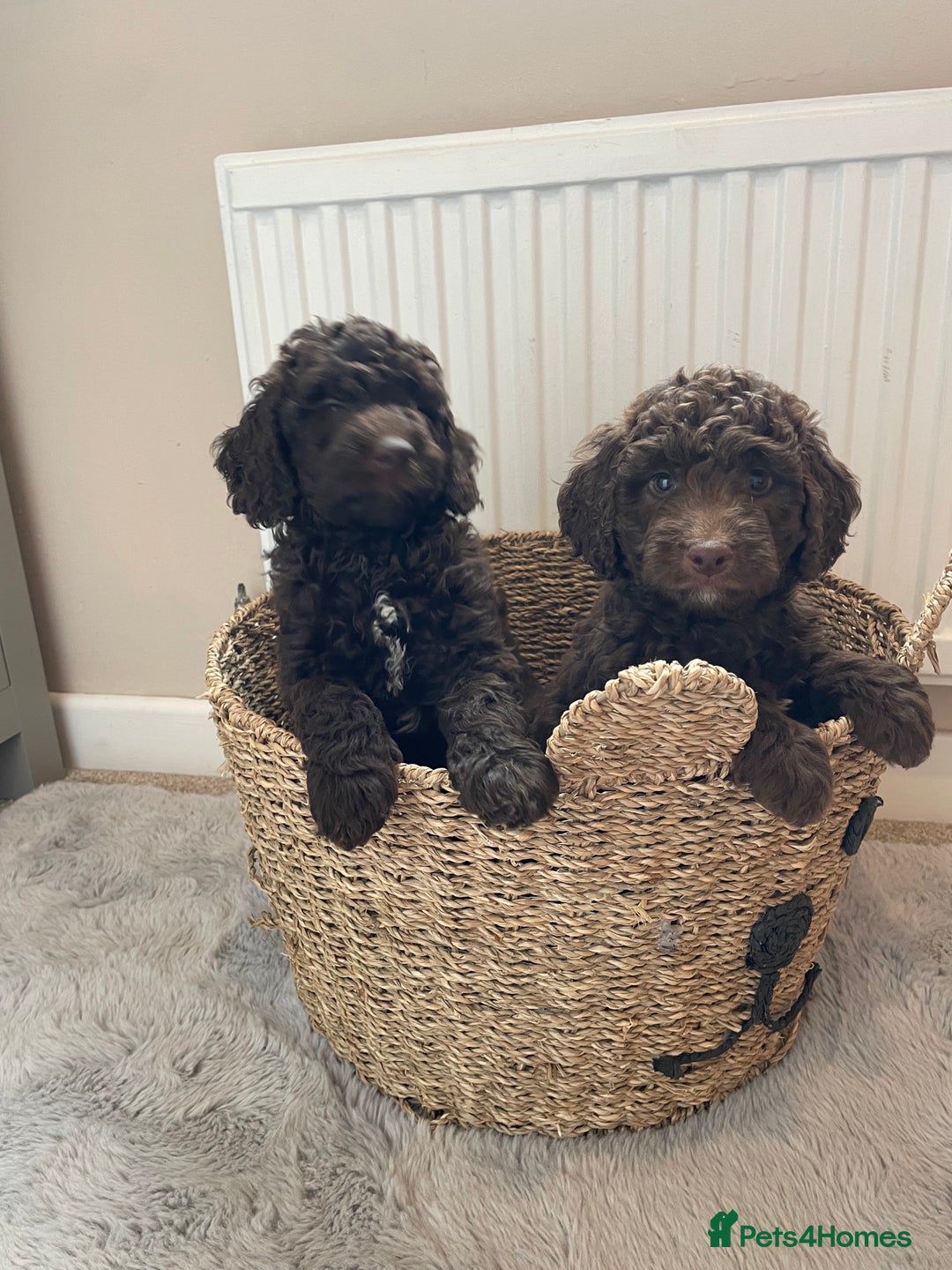 Mixed Breed dogs for sale: Australian Goldendoodles stunning BOYS ONLY   - Image 3