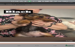 Yorkshire Terrier dogs for sale: Yorkshire Terrier puppies one boy and one girl. in Southampton - Image 6
