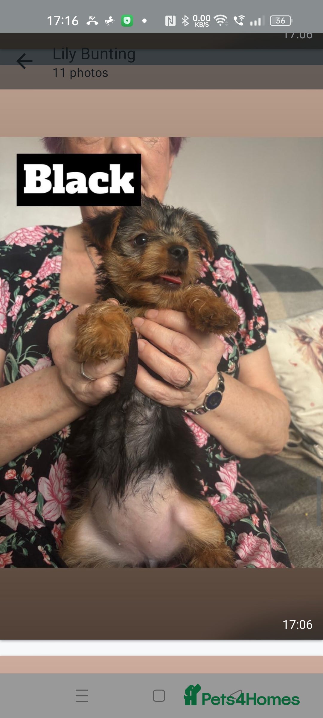 Yorkshire Terrier dogs for sale: Yorkshire Terrier puppies one boy and one girl. in Southampton - Image 6