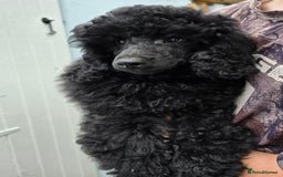 Miniature Poodle dogs for sale: 💥Last Male🤩black KC reg miniature poodle black in Chelmsford - Image 8