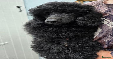 Miniature Poodle dogs in Chelmsford - Advert 15