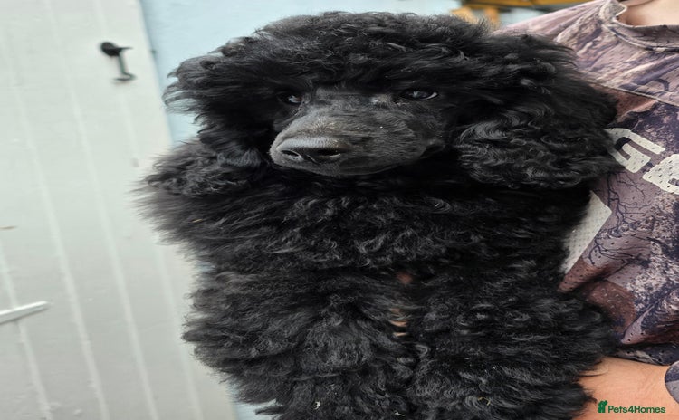 Miniature Poodle dogs in Chelmsford - Advert 4