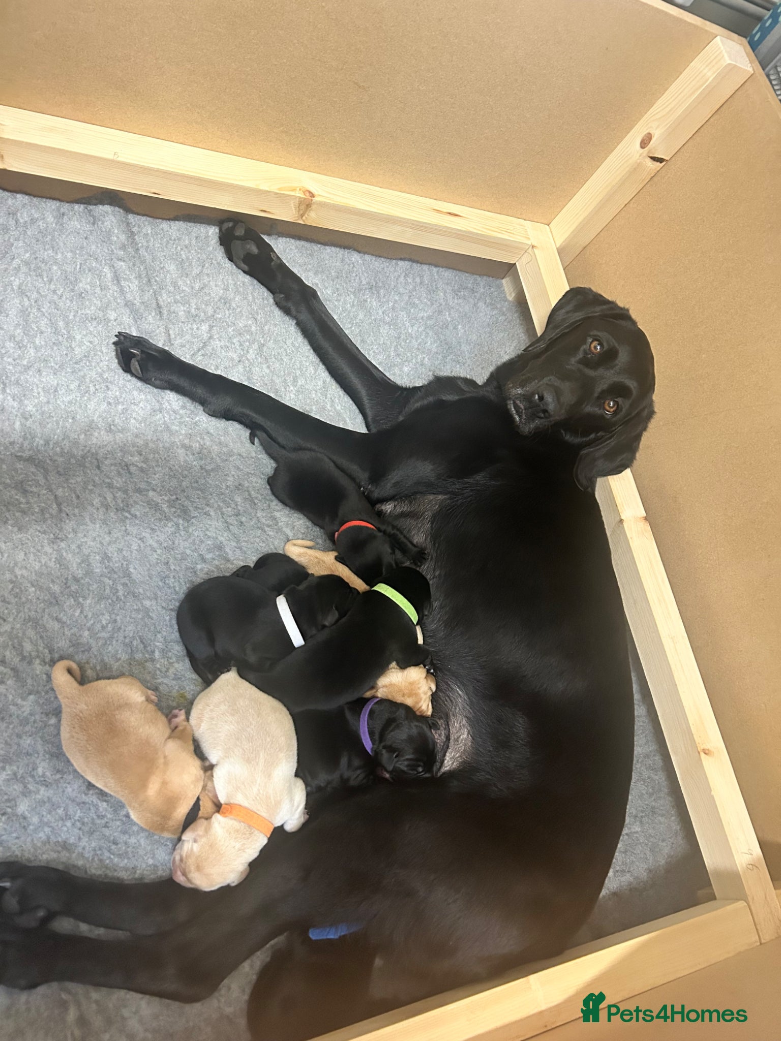 Labrador Retriever dogs Gorgeous Litter of Labrador puppies - Advert 1