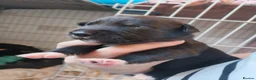 Mixed Breed dogs for sale: Gorgeous border collie cross goldador puppies  in Chippenham - Advert 14
