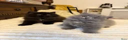 British Longhair cats for sale: Adorable British Long Hair Kittens (Girl & Boy)  - Advert 16