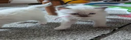 Ragdoll cats for sale: Pedigree dna tested ragdoll kittens - Advert 24