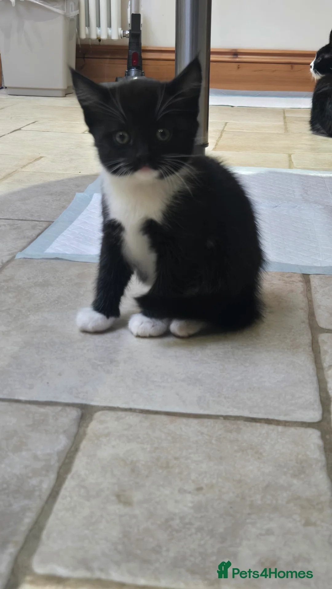 Domestic Shorthair cats for sale: Female kittens are looking for their home in Portsmouth - Advert 2