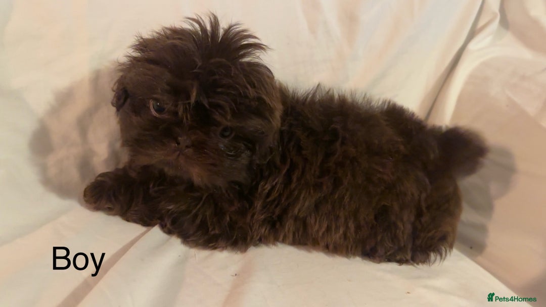 Shih Tzu dogs for sale: Shih Tzu Puppy’s  - Advert 5