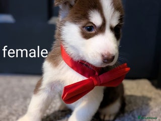 Siberian Husky dogs Beautiful Siberian Huskies-all with blue eyes - Advert 3