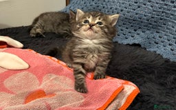 Mixed Breed cats for sale: Social loving ragdoll cross fluffy black blue eyes - Image 8