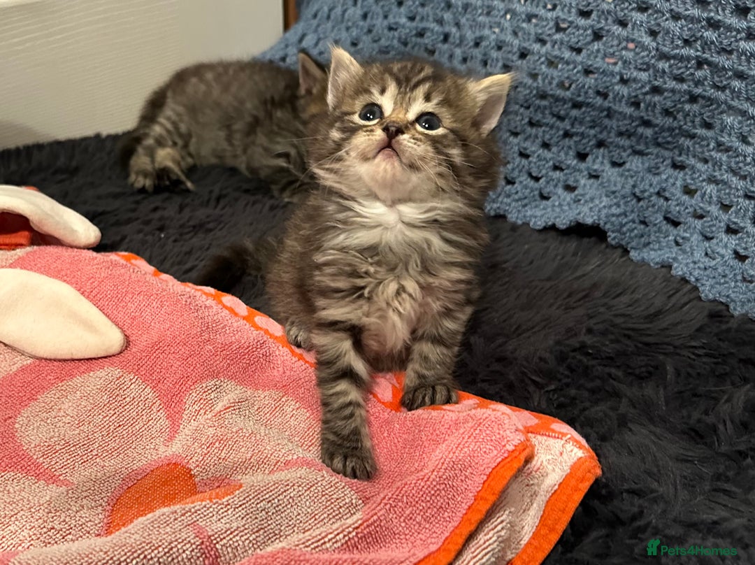 Mixed Breed cats for sale: Social loving ragdoll cross fluffy black blue eyes - Image 8