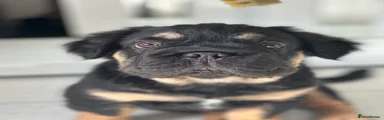 French Bulldog 1