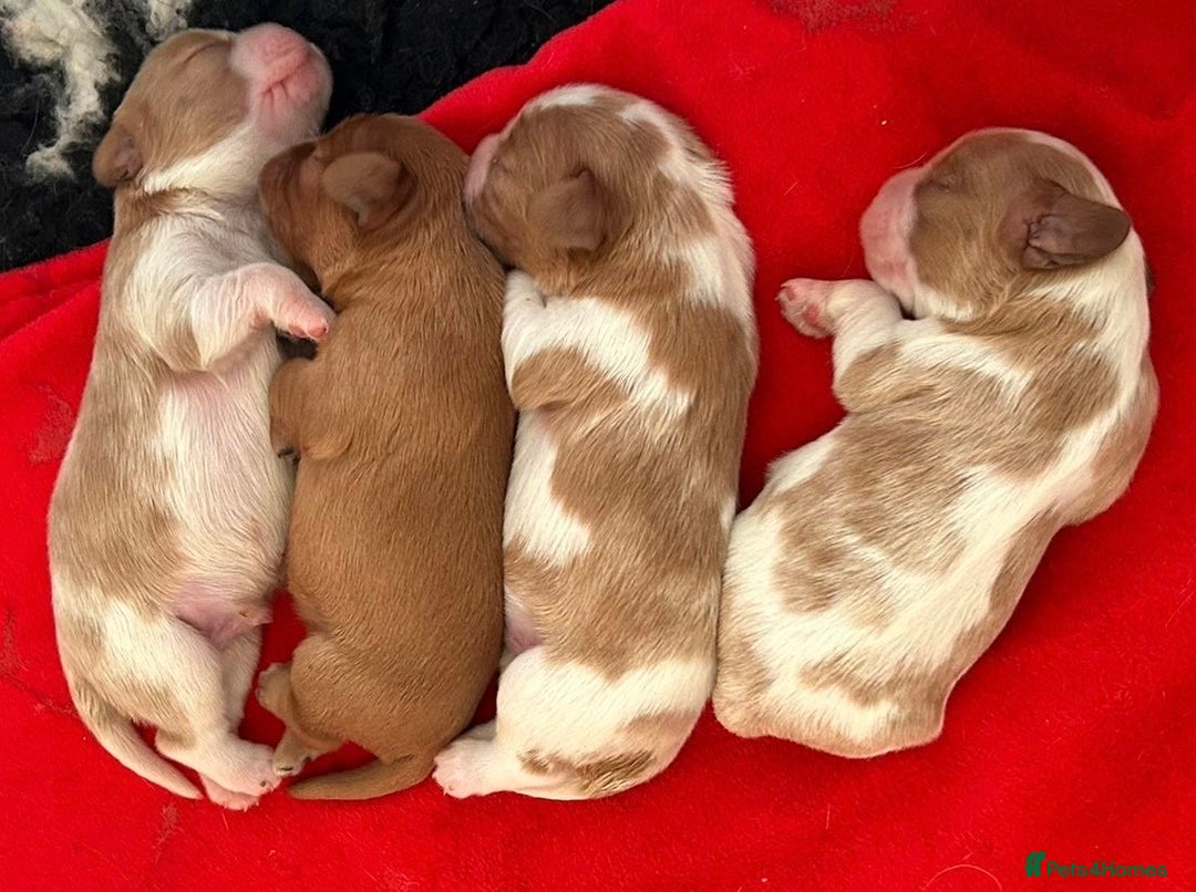 Cavalier King Charles Spaniel dogs for sale: Cavalier King Charles Spaniel Puppies Available - Advert 1