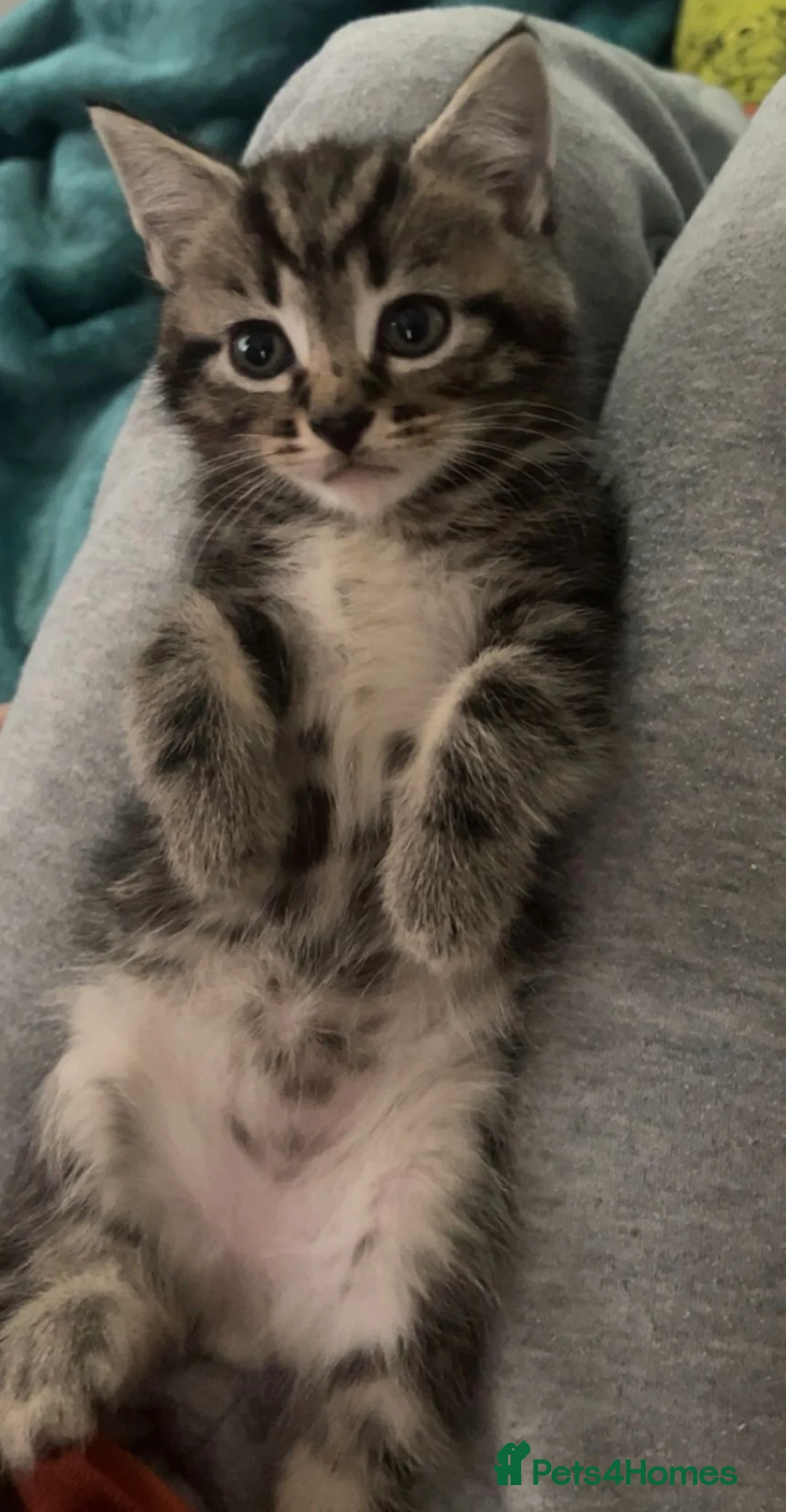 Mixed Breed cats for sale: Beautiful, Affectionate & Well-Socialised Kittens  - Advert 9