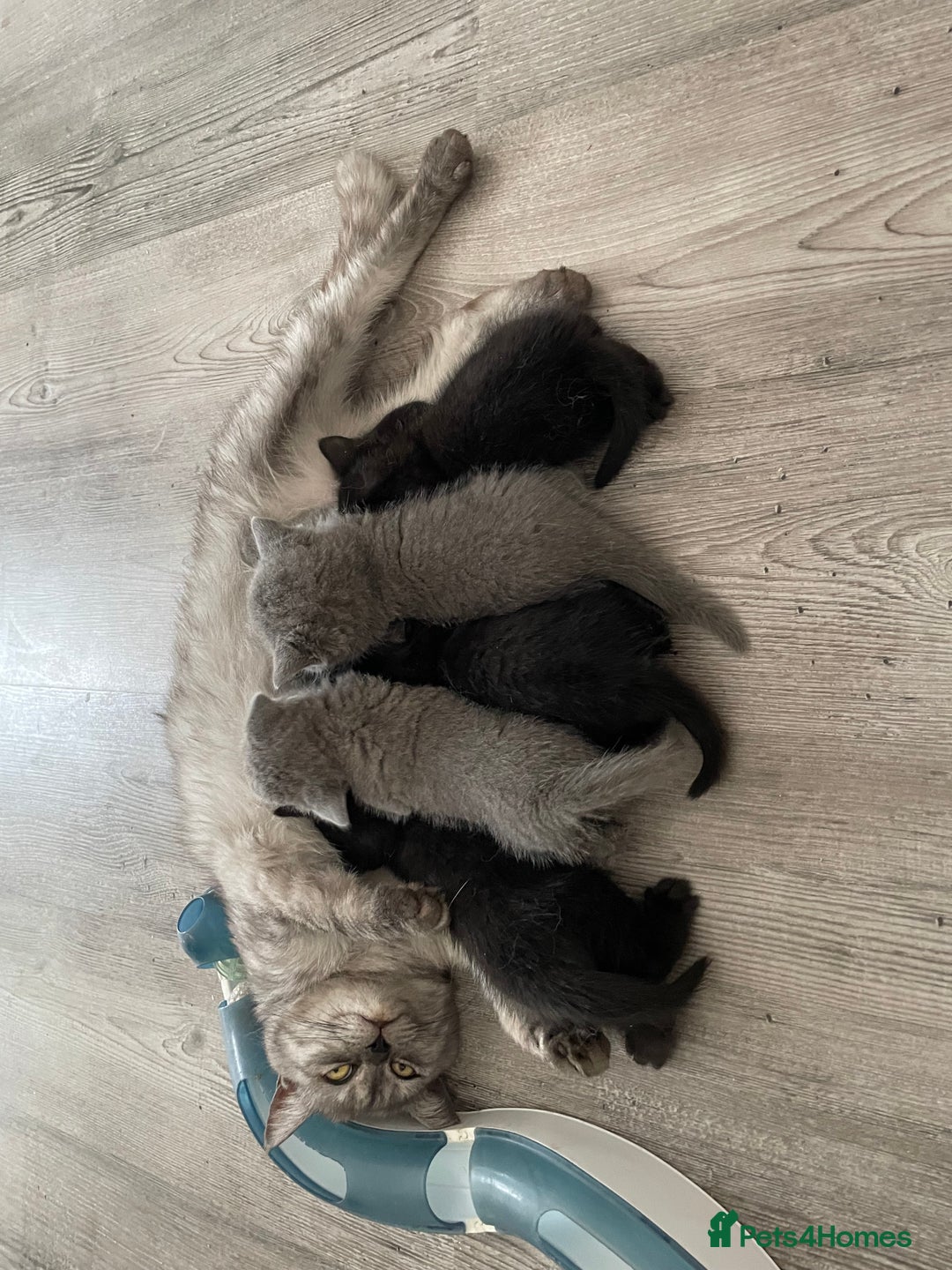 British Shorthair cats for sale: Stunning Bsh kittens READY NOW - Image 6
