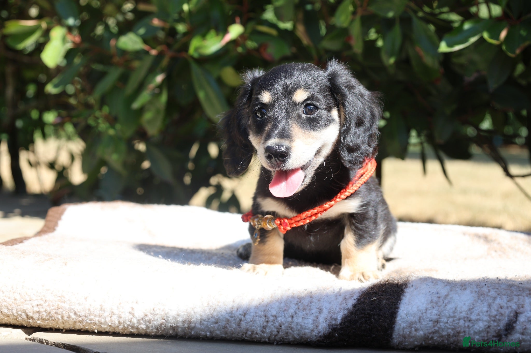 Miniature Dachshund dogs EXCEPTIONAL KC CREAM & BLACK/CREAM PUPPIES  - Advert 3
