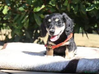 Miniature Dachshund dogs EXCEPTIONAL KC CREAM & BLACK/CREAM PUPPIES - Advert 3