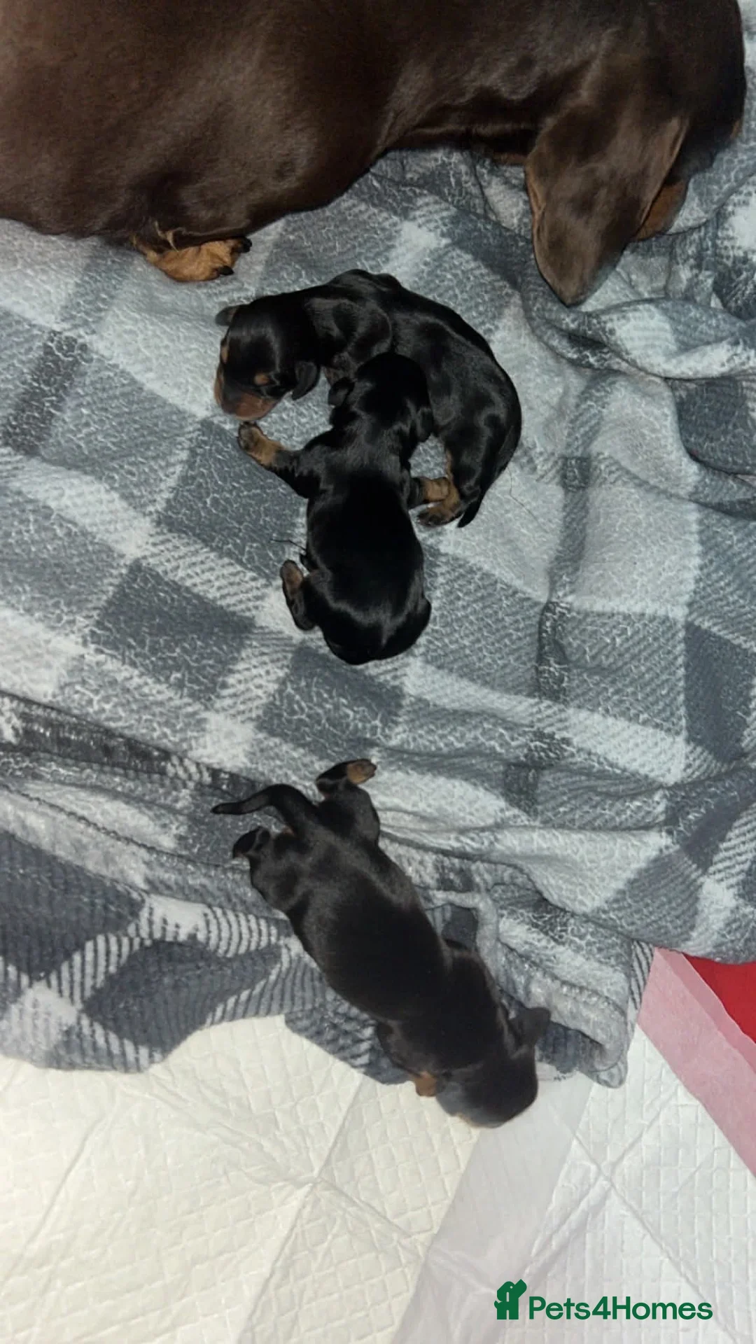 Dachshund dogs for sale: 3 girl dachshunds  in Stockton-on-Tees - Advert 3