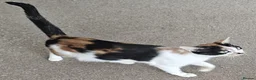 Mixed Breed cats for sale: Kittens looking for new home. - Advert 8