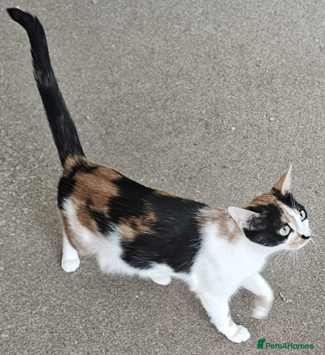 Mixed Breed cats for sale: Kittens looking for new home. - Advert 8