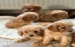 Cavapoo dogs for sale: Apricot Cavapoos - Image 16