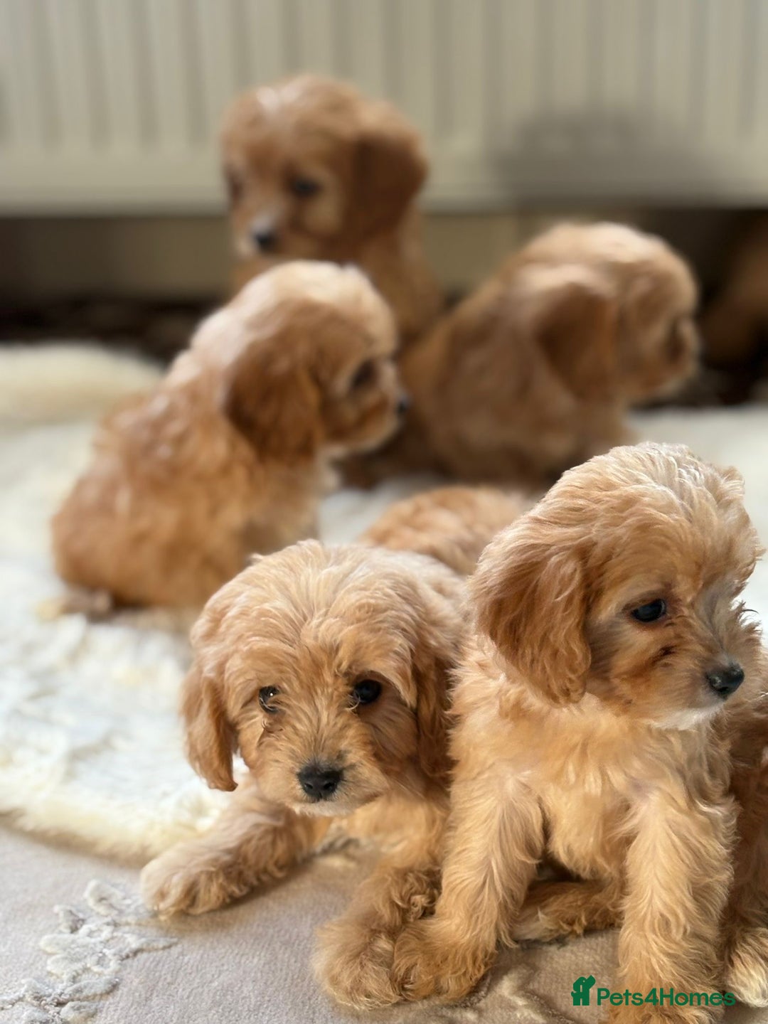 Cavapoo dogs for sale: Apricot Cavapoos - Image 16