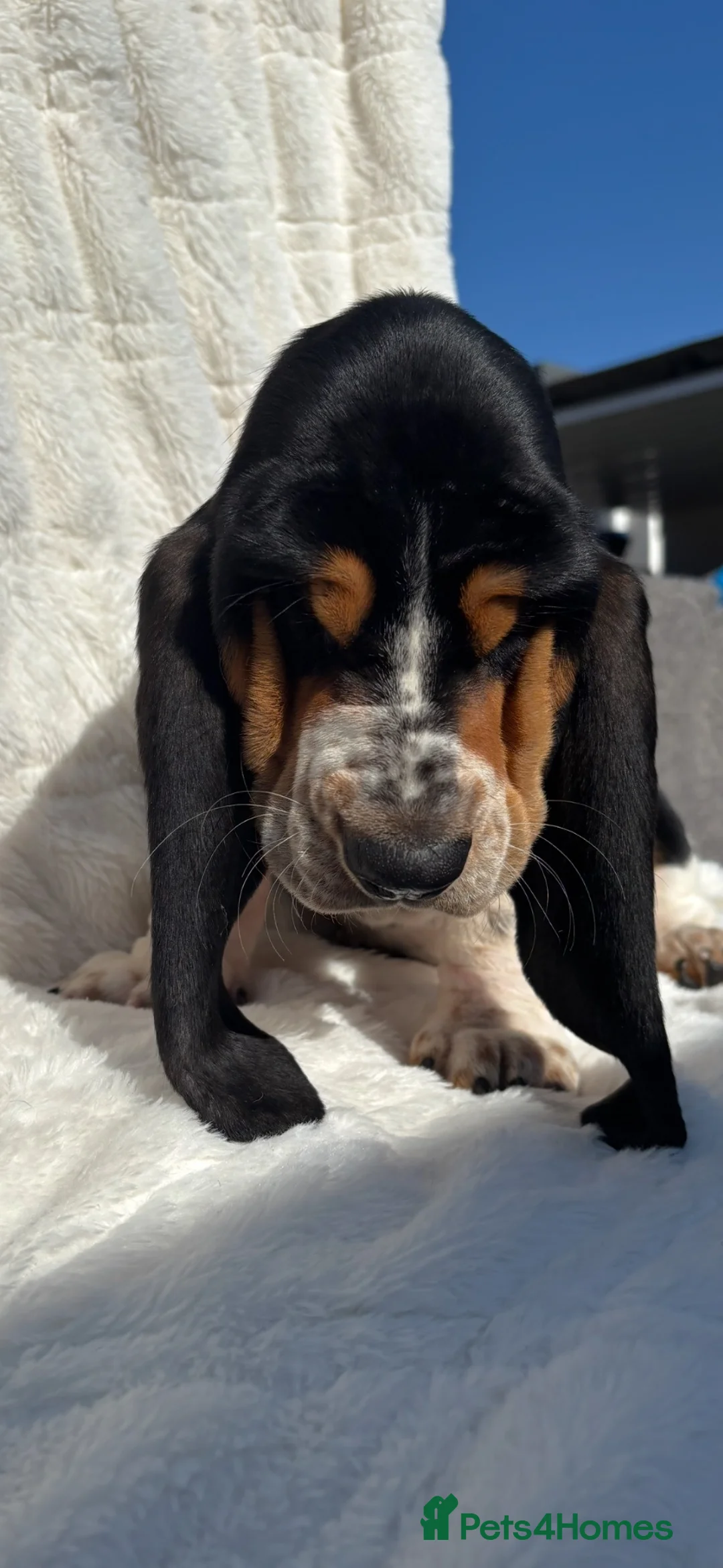 Basset Hound dogs for sale: Bassett hound 1 female left  - Advert 2