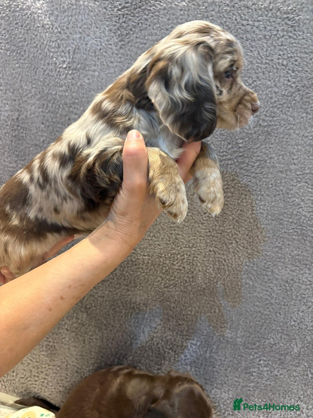 Cocker Spaniel dogs for sale: Pedigree show kc parents DNA health tested    - Advert 13