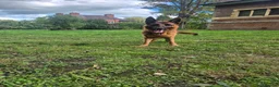 German Shepherd dogs for sale: German shepherd girl Malu - Advert 3